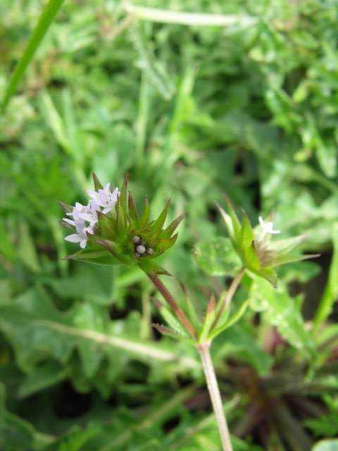 Sherardia arvensis (Rubiaceae)